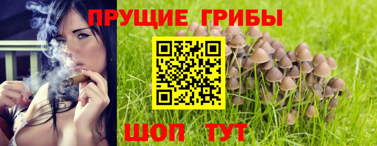 где продают   Вход с VPN  Алейск  Псилоцибиновые грибы Cubensis 
